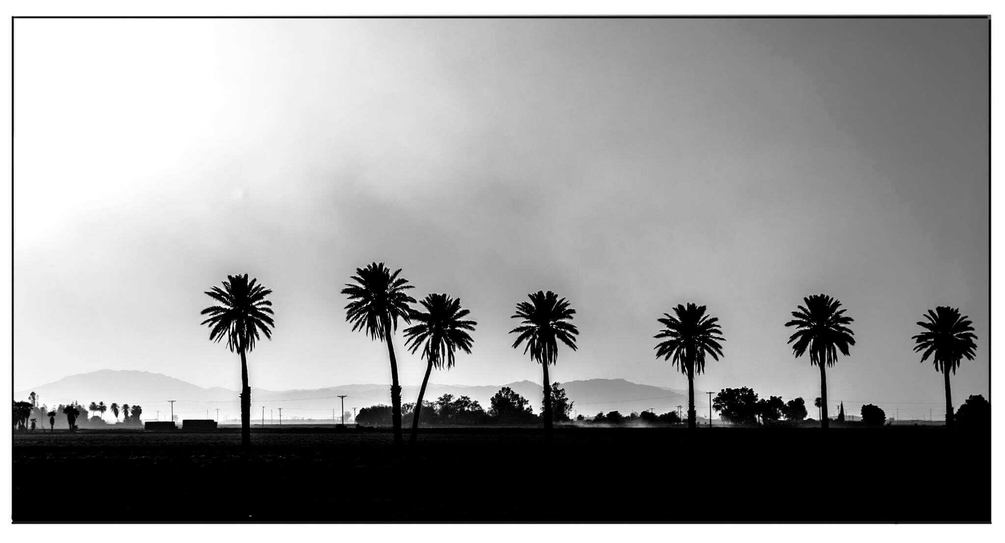 palmiers en contre jour